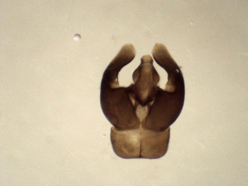 Réf. 265 881 : Andrena labialis